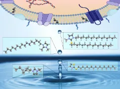 Arsalan Mirjafari Seminar Talk