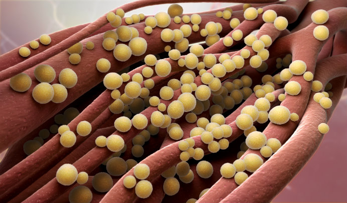 An artist’s rendering shows the recruitment of greater numbers of antibodies to target cells (bacteria) through surface modification techniques that introduce antigen links to the cells’ surfaces. (Illustration by Nicolle Fuller)